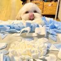 おじいちゃんおばあちゃんから貰った『おもちゃ』でたくさん遊んだ犬→楽しかったのが伝わる『お顔』に1万いいね「可愛すぎ」「膨らんでるｗｗ」