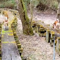 犬二匹と森を散歩中、それぞれが『別々の道に進んでしまった』結果→困っていたら…賢くて愛おしい光景に「なんて偉い子」「もはやコントｗ」の声