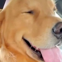 おじいちゃんの家へ遊びに行った大型犬→はしゃぎすぎてパパに怒られてしまい…人間の孫のような『溺愛の光景』に反響「幸せいっぱい」「嬉しいね」