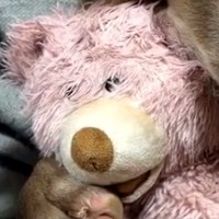 夜、寝る時間になると『くまさんのぬいぐるみ』を大型犬が…小さな子供のような『尊い寝姿』に悶絶「たまらん…天使」「なんて癒される表情」