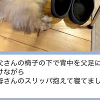突然、夫からLINE→『赤ちゃん犬の写真』が送られてきたので、確認すると…あまりに尊い『欲張りな光景』に反響「今すぐに帰りたくなる」