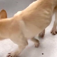 『もう用済み』と捨てられたガリガリの犬→左目は失明し、全てを諦めた顔で…保護後の『現在の表情』に涙「明らかに顔が違う」「本当よかった」