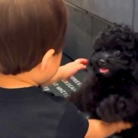 小さな男の子が『赤ちゃん犬と久しぶりに会った』結果→お互いに喜びが溢れて…可愛いが渋滞している『再会の瞬間』が75万再生「疲れ吹っ飛んだ」