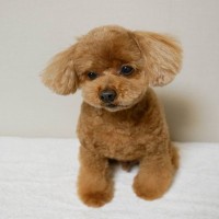 犬が『うつむいてしまう』4つの心理　落ち込んでいるの？主な理由や飼い主がすべきことまで