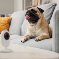愛犬を苦しめる『留守番環境』5選　思わぬトラブルを回避するための対策とは？
