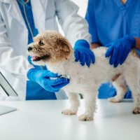 犬の『寿命が伸びている』理由5選　長寿なワンコに共通する習慣とは？