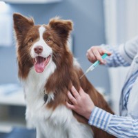 犬から人にうつる『人獣共通感染症』とは？安心して生活するために必要な知識や対策まで