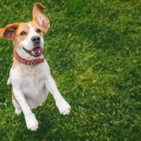 犬が『嬉しさをアピールしている』ときにみせる行動5つ　愛犬はどんなことで喜ぶの？