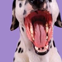 『吠えている犬』にしてはいけないタブー行為5選　飼い主がやりがちなNGしつけまで解説