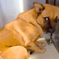 おやつを与えようとすると噛みつく犬→保護して1年後『同じようにおやつを与えた』結果…まさかの『変化』が122万再生「こんな変われるなんて」