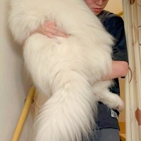 階段を降りられない『34キロの大型犬』→お兄ちゃんに助けを求めて…自分の大きさがわかっていない光景に1万いいね「デカｗ」「大きな赤ちゃん」