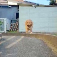 「全然動いてないｗｗ」庭で大型犬とボール遊びをした結果→『咥えて持ってくる』と思いきや…まさかの『ずる賢すぎる行動』に反響「頭いいね」