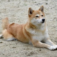 犬が『伏せたまましっぽを振る』心理4つ　愛犬の本音を知るために見逃したくないボディランゲージとは？