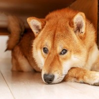 犬が『やめてほしい』と思っているときにみせる行動4選　愛犬との信頼関係が悪化する飼い主のNG行為まで