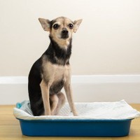 犬が『トイレで寝てしまう』心理4選　やめてほしい場合、どうしたらいいの？改善策まで
