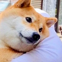 『こんな優しい顔するんだ』生まれ故郷に里帰りした犬→再会した『母犬』が…愛に溢れた『表情』に2万いいね「涙が出た」「なんて優しい目」