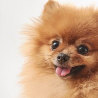 犬を飼うのにかかる『費用』とは？1年間でどれくらいお金が必要なの？飼育費用の内訳まで