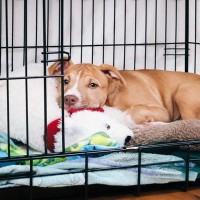 犬が『静かにしている』心理4つ　愛犬が急におとなしくなったときの注意点まで解説