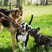 仲がいい犬同士がみせる行動3つ　ワンコたちはどうやって距離を縮めているの？注意点まで