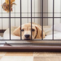 愛犬のための『ケージ』上手な使い方とは？留守番中ケージを使用するメリットまでご紹介