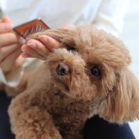 『モフモフ』な人気犬種6選　ふわふわな毛並みを持つワンコの魅力や適切なお手入れ方法まで