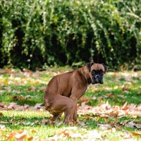 犬が『ウンチ後』にみせるサイン7選　謎行動の主な理由や受診が必要な危険な状態まで