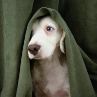 犬が飼い主のことを『苦手だな』と思う理由7選　嫌われやすい人がやりがちなタブー行為とは？