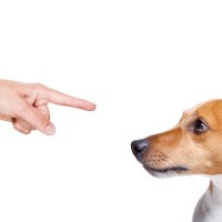 犬が『叱られた』ときにする行動5選　反省しているの？問題行為に対するしつけの注意点まで