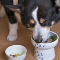 犬は『満腹』にならないって本当？しつこくご飯を欲しがる場合の対処法まで