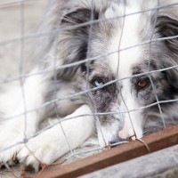 犬の『里親』に絶対なってはいけない人7選　迎えるべきではない理由や必要な覚悟まで