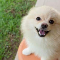 犬が『余計なお世話だな』と感じる行動5つ　飼い主が良かれと思ってやりがちなタブー行為とは？