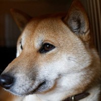 犬が『捨てられた』と勘違いしてしまう行動7選　愛犬を悲しませる絶対NG行為や不安にさせないために意識すべきことまで