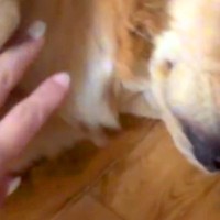 実家のチワワを抱っこしてから帰宅→大型犬が『浮気』を疑って…想像以上に『激しい尋問』が113万再生「スンスン」「絶対に誤魔化せないｗ」