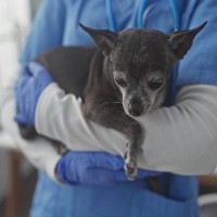 シニア犬が『咳をする』原因4つ　今すぐ病院へ行くべき危険な症状とは？