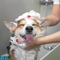 犬の『体が汚れてしまう』のはなぜ？主な原因や健康的な被毛を維持する方法までご紹介