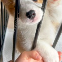 ケージの隙間から顔を出す『赤ちゃん犬』→2ヶ月後、成長すると…自分の大きさを勘違いしている光景に反響「思わず笑った」「お顔がたまらんｗ」