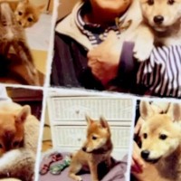 『10年間、自分を愛してくれた飼い主』を亡くした犬→ひとりぼっちの中『素敵な家族』と出会い…涙腺崩壊する物語が147万再生「感動」「幸せに」