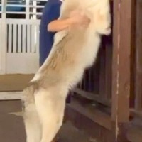 身長180cmの夫が『ウルフドッグ』と並んだ結果→『さすがに犬よりは大きい』と思いきや…衝撃のサイズ感に「でっか！」「人間と思ってそう」