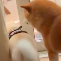 ドアの隙間から庭に出ていく犬→『後ろからもう1匹が追いかけた』と思ったら…まさかの展開に爆笑「あと1センチあれば」「あれ？って顔好きｗ」