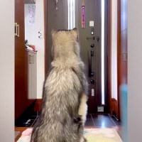 『おとーさん帰ってくるって』大型犬に夫が出張から戻ってくることを伝えた結果→すぐさま玄関へ行き…熱烈すぎる『再会の瞬間』に反響「羨ましい」