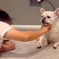 パパが『くつろぐ犬を撫でた』結果→『喜ぶかな』と思ったら…辛辣すぎる『まさかの態度』が36万再生「座り方可愛すぎる」「ずっと見ていたい」