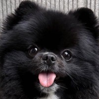 『見えますか…？』胸に"棒人間"がいる犬→思わず納得する一枚に2万いいね「本当にいるｗ」「秘密を知ってしまった気分」「腹抱えて笑った」