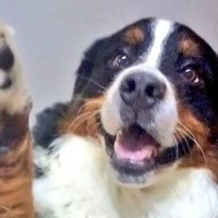 『天使のような笑顔』の大型犬→『寝ている時も可愛いだろうな』と思い撮影したら…まさかの一枚に1万いいね「ギャップたまらん」「どっちも好き」