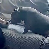 仕事中、ふと体調不良の愛犬が気になり『見守りカメラ』を確認→娘が写っていて…『愛に溢れた光景』が16万再生「涙が出てくる」「素敵な家族」