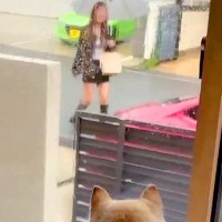 3週間ぶりに『実家の犬』に会いに行った結果→窓越しに見えた瞬間…尊すぎる『大歓迎』が89万表示「好きが溢れてて最高」「おしり可愛すぎる」