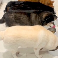 朝、並んでご飯を食べる4匹の犬→下を見ると『亀』も混ざって…まるで『自分も犬』と思っているような光景が54万再生「途中まで気付かんかったｗ」