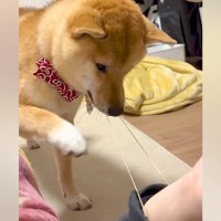 腕についた『輪ゴム』が気になる犬→『引っ張っても戻して偉いな』と思っていたら…期待を裏切らない『爆笑の展開』が24万再生「オチ最高ｗ」
