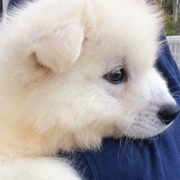 ぬいぐるみのような『まんまる赤ちゃん犬』→数年後の『お鼻』を比較すると…思った以上の成長に反響「総じて可愛い」「もふもふの新幹線に」