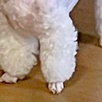 『綿棒』というあだ名を付けられた犬→思わず納得する『的確すぎる光景』に1万いいね「飲んでたココア吹いた」「しっぽが特にｗｗ」と大爆笑