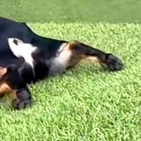 坂道にいる犬→『普通に下るのかな』と思いきや…二度見してしまう『まさかの光景』が39万再生「クセになる可愛さ」「中に子ども入ってる？」